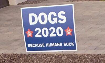 VOTE Dogs 2020
