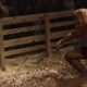 Triple H Hog Pen Match WWE